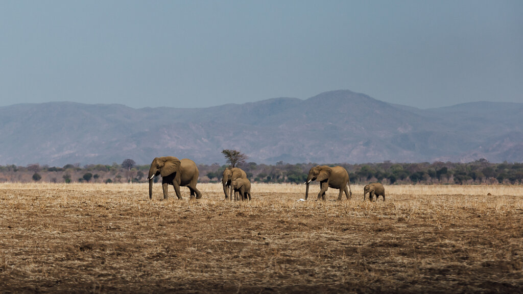 Spottinf herds of elephants and stay at best safari lodges in Lower Zambezi