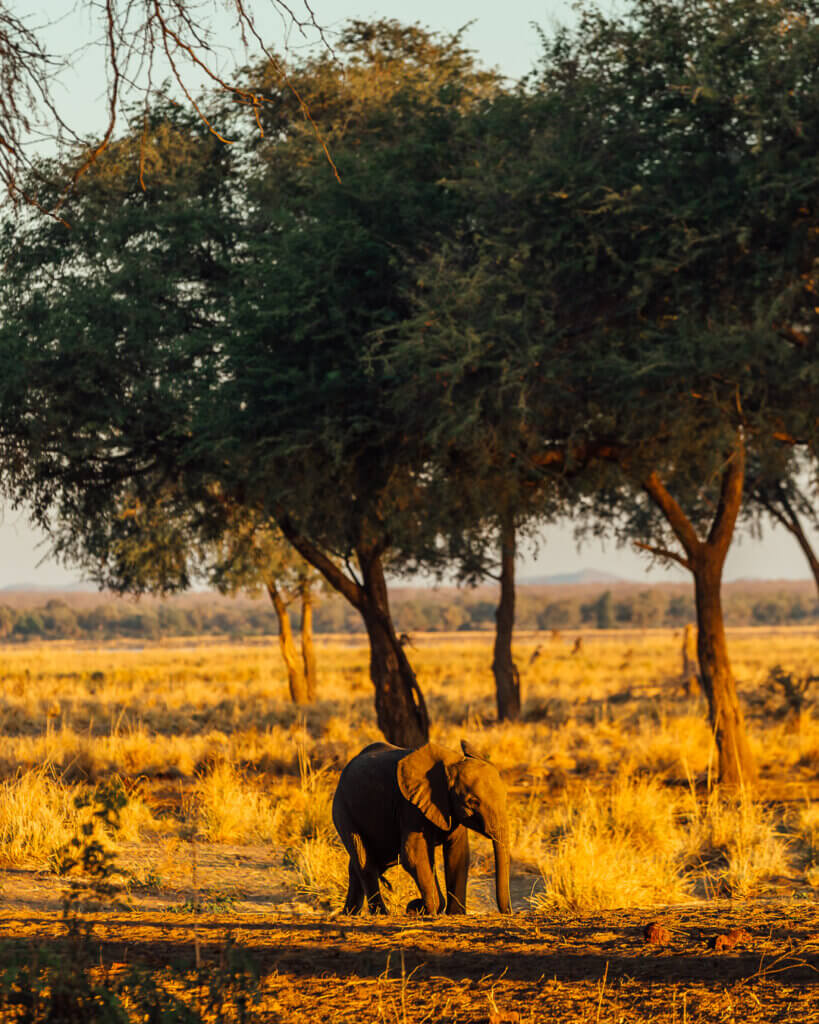 Sundowners with elephants when staying at the best safari lodges in Lower Zambezi