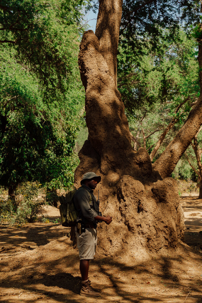 Walking safari with Classic Zambia Safaris, one of the best safari lodges in Lower Zambezi