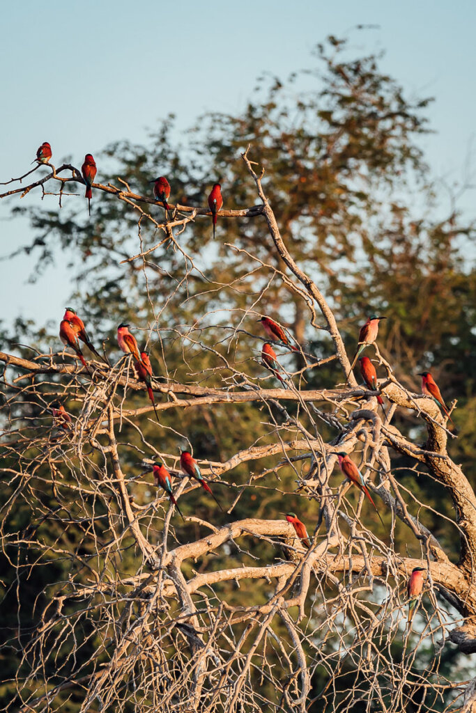 Flock of beeaters on riverbank of Lower Zambezi