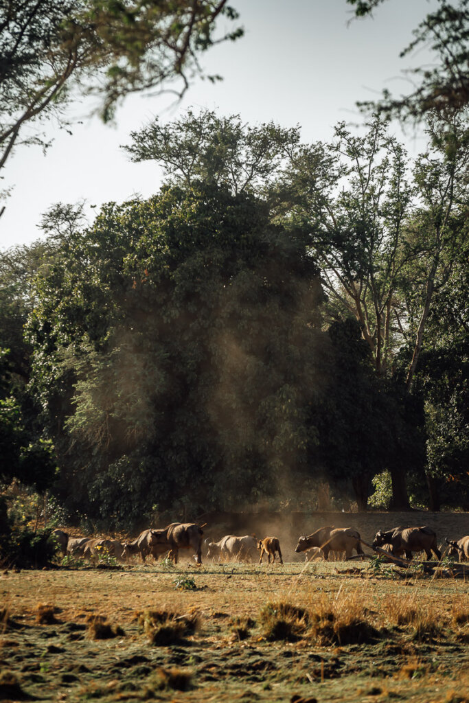 Select one of the best safari lodges in Lower Zambezi and go on walking safaris