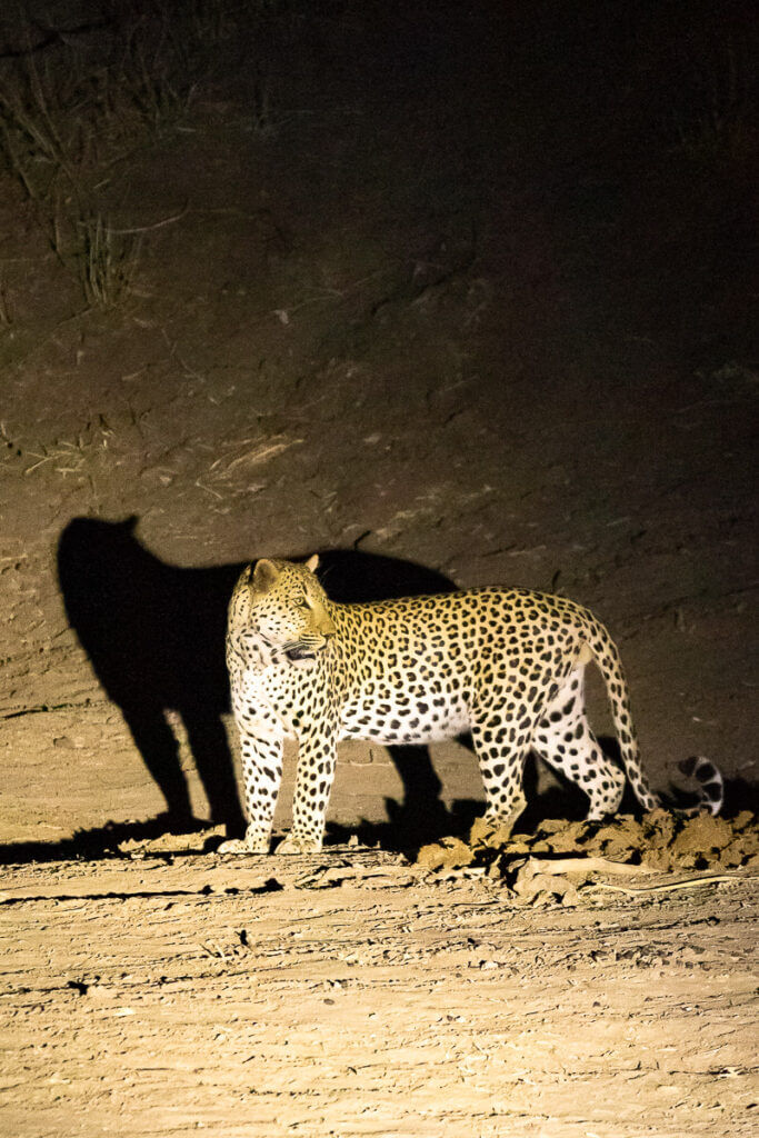 Nightdrives and best safari lodges in Lower Zambezi in Zambia