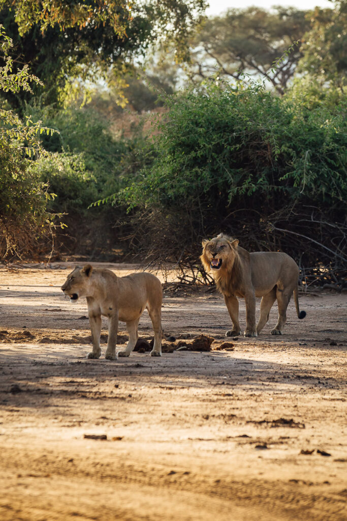 best safari lodges in Lower Zambezi allow you to spot lions mating