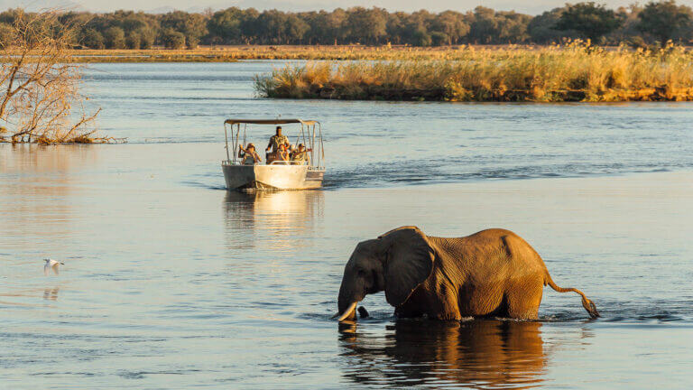 elephant in Lower Zambezi spotted on safari