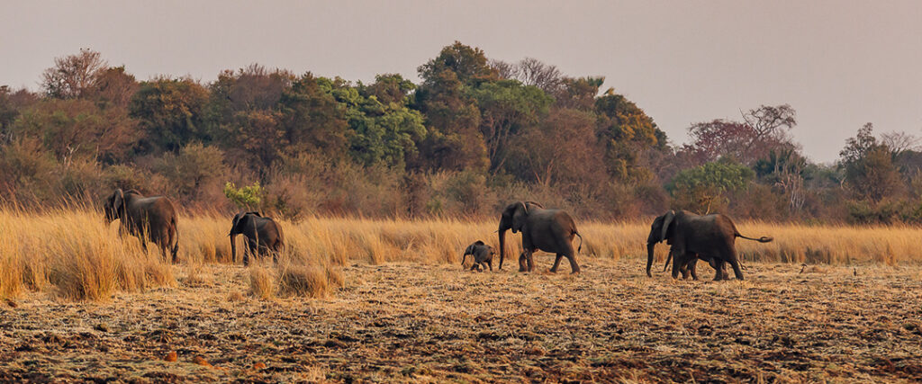 heard of elephants in Musekese Camp Zambia
