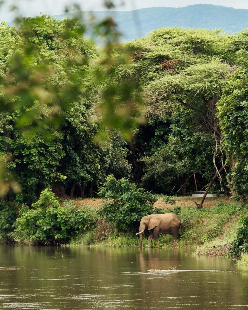 Large bull elephant grazing near the luxury tents at Sausage Tree Camp.
