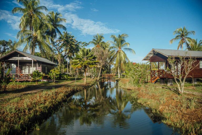 Tall palm trees and lush tropical vegetation across the grounds of Plantation Resort Frederiksdorp in Suriname.